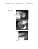 SEED-SPECIFIC PROMOTER IN COTTON diagram and image