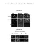 EXTRACELLULAR MATRIX FROM PLURIPOTENT CELLS diagram and image