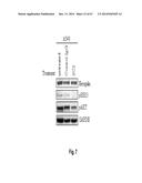 BINDING MOLECULES SPECIFIC FOR HER3 AND USES THEREOF diagram and image