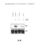 BINDING MOLECULES SPECIFIC FOR HER3 AND USES THEREOF diagram and image