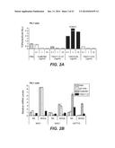 ANTI-LRP6 ANTIBODIES diagram and image