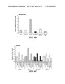 ANTI-LRP6 ANTIBODIES diagram and image