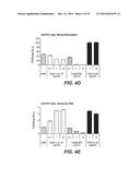 ANTI-LRP6 ANTIBODIES diagram and image