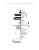 ANTI-LRP6 ANTIBODIES diagram and image