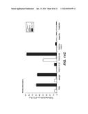 ANTI-LRP6 ANTIBODIES diagram and image