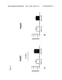ACTIVATOR OF GENE EXPRESSION OF MOLECULAR CHAPERONE GENE COMPRISING     EGGSHELL MEMBRANE COMPONENT AND COMPOSITION THEREOF diagram and image