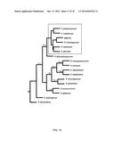 ANIMAL MEAL THAT INCLUDES FUNGAL BIOMASS diagram and image