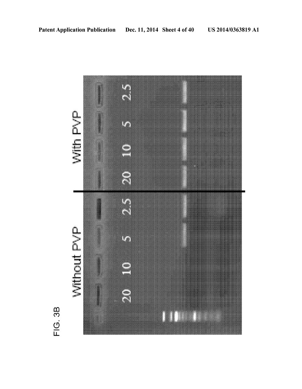 COMPOSITION TO OVERCOME INHIBITORS IN PCR AND GROWTH CULTURES - diagram, schematic, and image 05