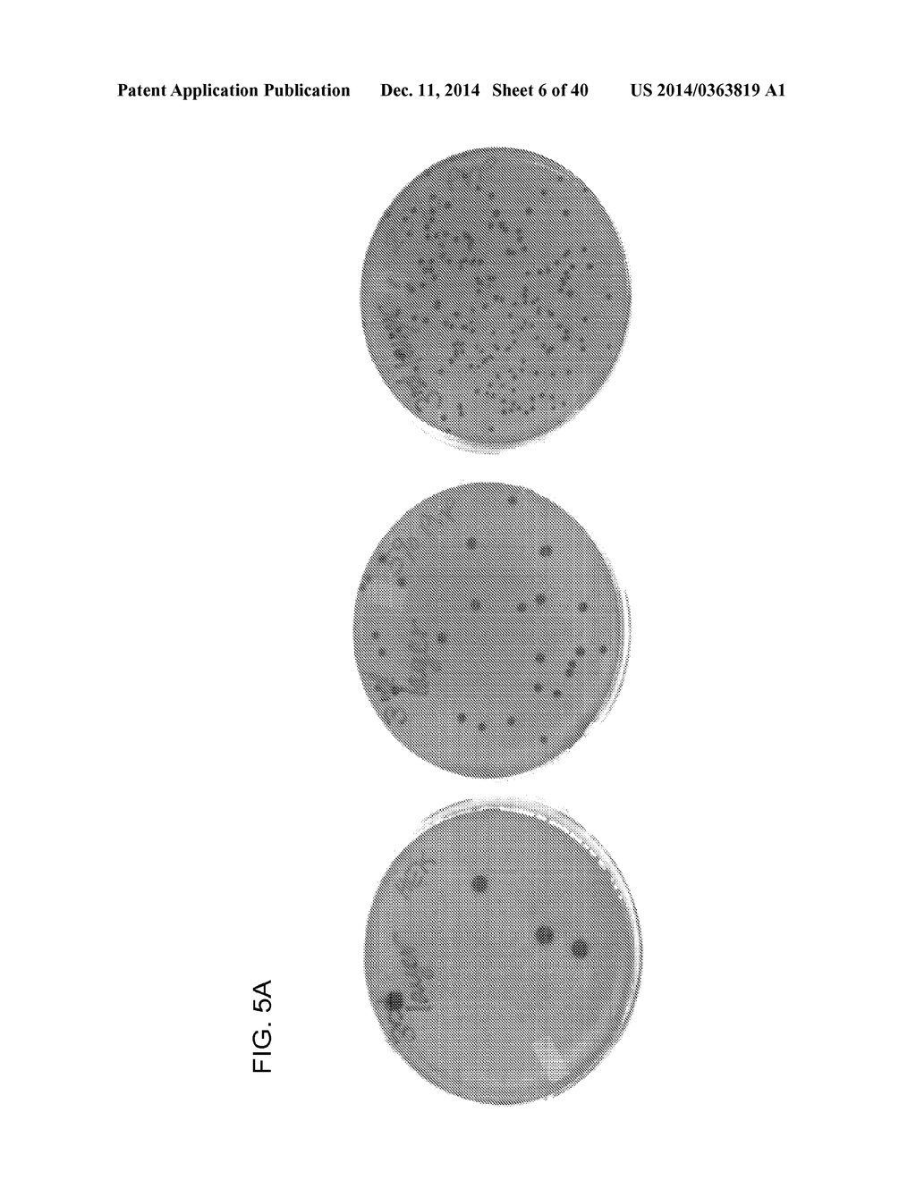 COMPOSITION TO OVERCOME INHIBITORS IN PCR AND GROWTH CULTURES - diagram, schematic, and image 07