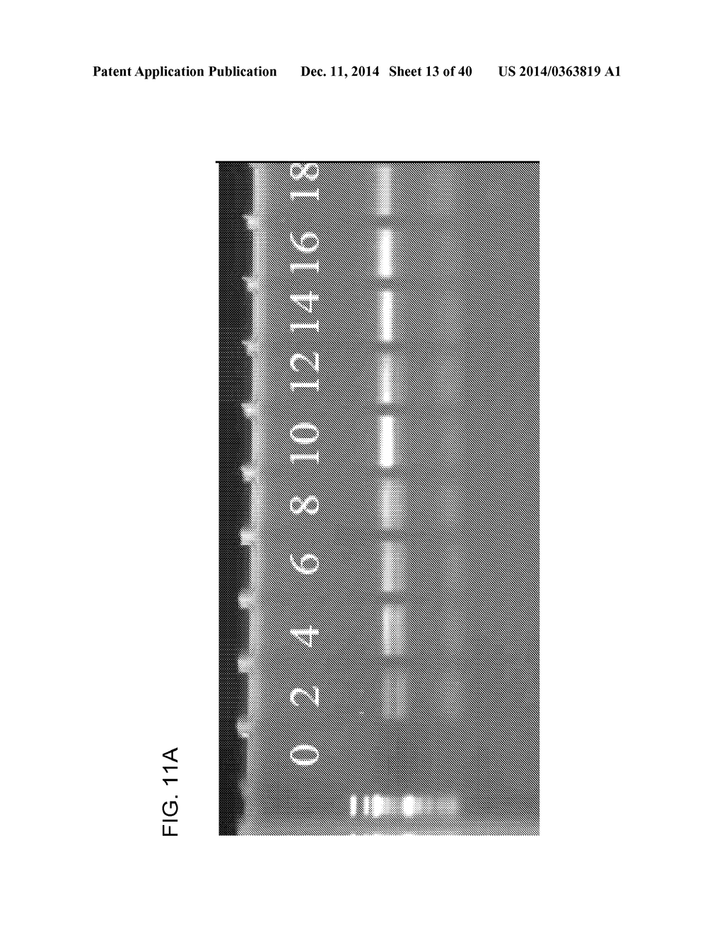 COMPOSITION TO OVERCOME INHIBITORS IN PCR AND GROWTH CULTURES - diagram, schematic, and image 14