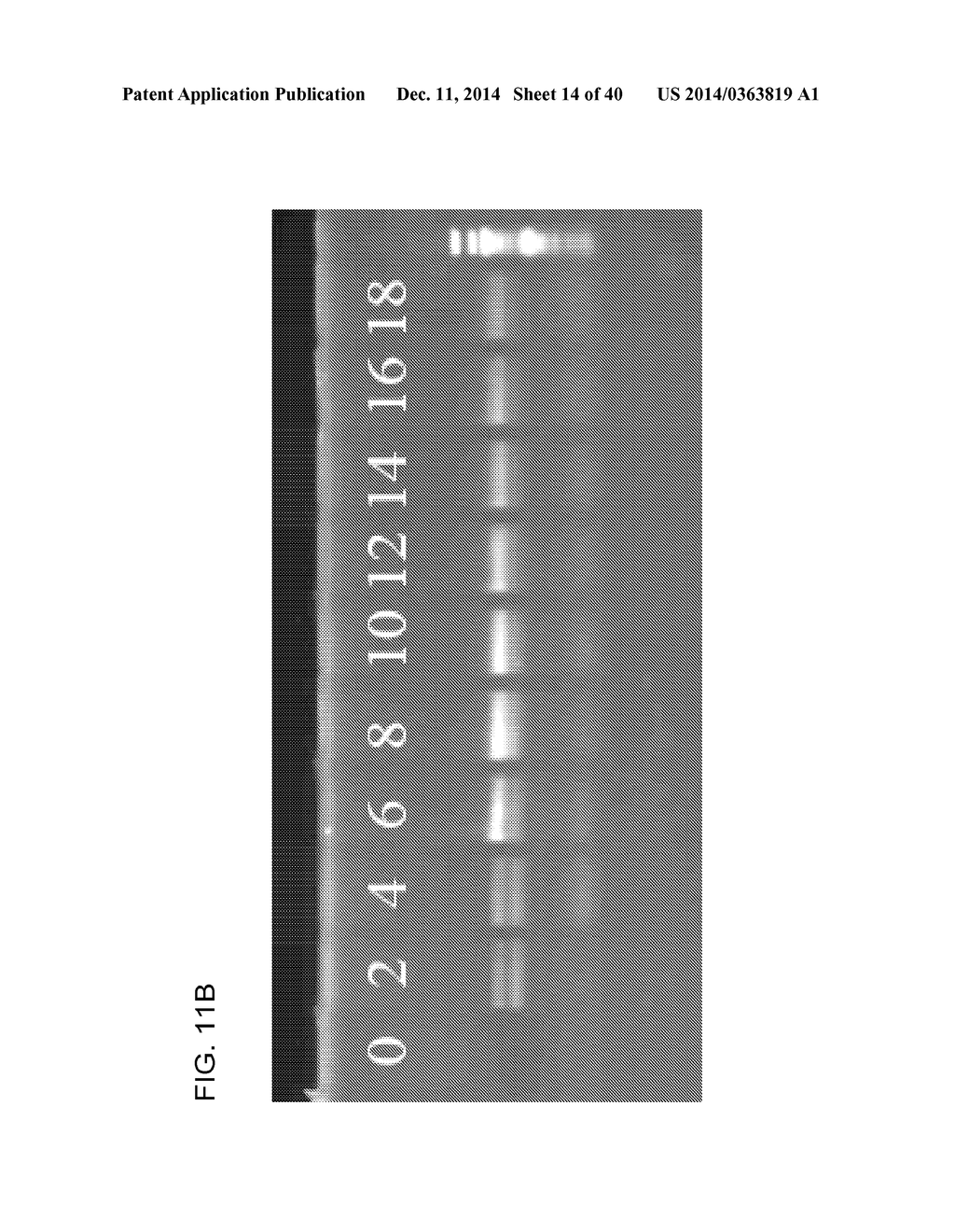 COMPOSITION TO OVERCOME INHIBITORS IN PCR AND GROWTH CULTURES - diagram, schematic, and image 15