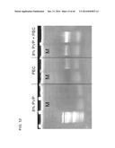 COMPOSITION TO OVERCOME INHIBITORS IN PCR AND GROWTH CULTURES diagram and image