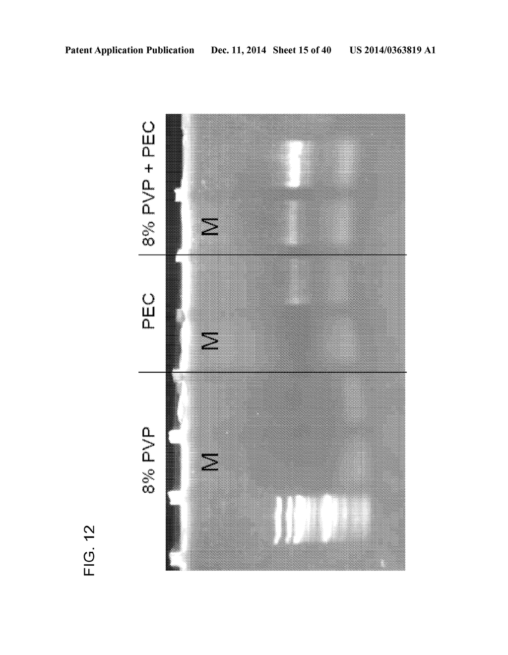 COMPOSITION TO OVERCOME INHIBITORS IN PCR AND GROWTH CULTURES - diagram, schematic, and image 16