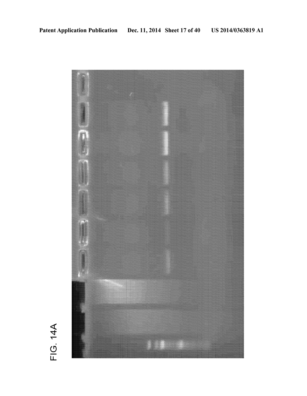 COMPOSITION TO OVERCOME INHIBITORS IN PCR AND GROWTH CULTURES - diagram, schematic, and image 18