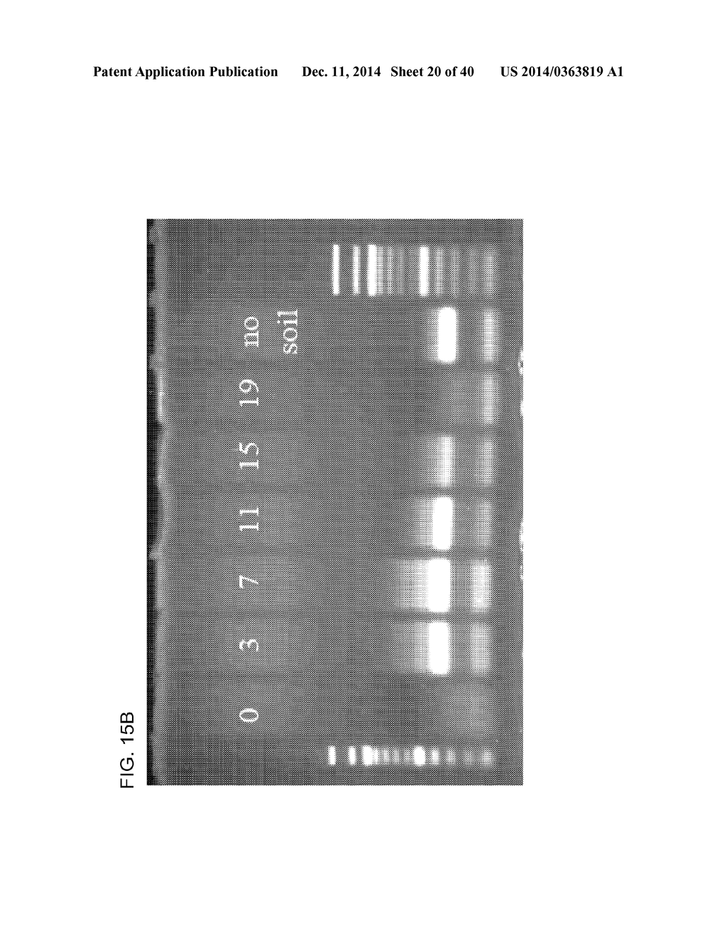 COMPOSITION TO OVERCOME INHIBITORS IN PCR AND GROWTH CULTURES - diagram, schematic, and image 21