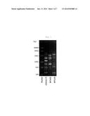 NOVEL LACTIC ACID BACTERIUM HAVING IgA PRODUCTION PROMOTING ACTIVITY, AND     USE THEREOF diagram and image