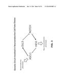 DLL3 MODULATORS AND METHODS OF USE diagram and image