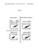 METHOD FOR INDUCING DIFFERENTIATION OF HUMAN PLURIPOTENT STEM CELLS INTO     INTERMEDIATE MESODERM CELLS diagram and image