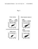 METHOD FOR INDUCING DIFFERENTIATION OF HUMAN PLURIPOTENT STEM CELLS INTO     INTERMEDIATE MESODERM CELLS diagram and image