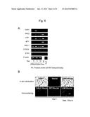 METHOD FOR INDUCING DIFFERENTIATION OF HUMAN PLURIPOTENT STEM CELLS INTO     INTERMEDIATE MESODERM CELLS diagram and image