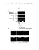 METHOD FOR INDUCING DIFFERENTIATION OF HUMAN PLURIPOTENT STEM CELLS INTO     INTERMEDIATE MESODERM CELLS diagram and image