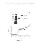 DIRECT DRUG DELIVERY SYSTEM BASED ON THERMALLY RESPONSIVE BIOPOLYMERS diagram and image