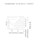 AMINO ACID SEQUENCE FOR INHIBITING PTX3 TO TREAT NASOPHARYNGEAL CARCINOMA diagram and image