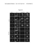 ASSAY FOR SCREENING COMPOUNDS THAT SELECTIVELY DECREASE THE NUMBER OF     CANCER STEM CELLS diagram and image