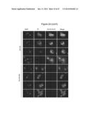 ASSAY FOR SCREENING COMPOUNDS THAT SELECTIVELY DECREASE THE NUMBER OF     CANCER STEM CELLS diagram and image