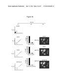 ASSAY FOR SCREENING COMPOUNDS THAT SELECTIVELY DECREASE THE NUMBER OF     CANCER STEM CELLS diagram and image