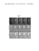 ASSAY FOR SCREENING COMPOUNDS THAT SELECTIVELY DECREASE THE NUMBER OF     CANCER STEM CELLS diagram and image