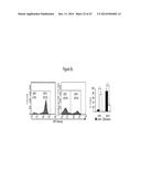 ASSAY FOR SCREENING COMPOUNDS THAT SELECTIVELY DECREASE THE NUMBER OF     CANCER STEM CELLS diagram and image