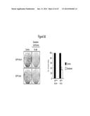 ASSAY FOR SCREENING COMPOUNDS THAT SELECTIVELY DECREASE THE NUMBER OF     CANCER STEM CELLS diagram and image