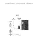 ASSAY FOR SCREENING COMPOUNDS THAT SELECTIVELY DECREASE THE NUMBER OF     CANCER STEM CELLS diagram and image