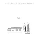 ASSAY FOR SCREENING COMPOUNDS THAT SELECTIVELY DECREASE THE NUMBER OF     CANCER STEM CELLS diagram and image