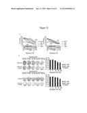 ASSAY FOR SCREENING COMPOUNDS THAT SELECTIVELY DECREASE THE NUMBER OF     CANCER STEM CELLS diagram and image