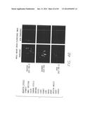 PSCA: PROSTATE STEM CELL ANTIGEN AND USES THEREOF diagram and image