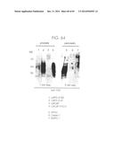 PSCA: PROSTATE STEM CELL ANTIGEN AND USES THEREOF diagram and image