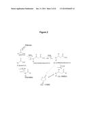 MICROBIAL PRODUCTION OF 3,4-DIHYDROXYBUTYRATE (3,4-DHBA), 2,3-     DIHYDROXYBUTYRATE (2,3-DHBA) AND 3-HYDROXYBUTYROLACTONE (3-HBL) diagram and image