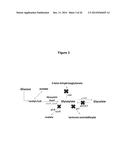 MICROBIAL PRODUCTION OF 3,4-DIHYDROXYBUTYRATE (3,4-DHBA), 2,3-     DIHYDROXYBUTYRATE (2,3-DHBA) AND 3-HYDROXYBUTYROLACTONE (3-HBL) diagram and image