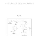 MICROBIAL PRODUCTION OF 3,4-DIHYDROXYBUTYRATE (3,4-DHBA), 2,3-     DIHYDROXYBUTYRATE (2,3-DHBA) AND 3-HYDROXYBUTYROLACTONE (3-HBL) diagram and image