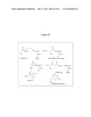 MICROBIAL PRODUCTION OF 3,4-DIHYDROXYBUTYRATE (3,4-DHBA), 2,3-     DIHYDROXYBUTYRATE (2,3-DHBA) AND 3-HYDROXYBUTYROLACTONE (3-HBL) diagram and image