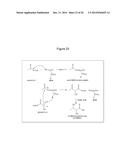 MICROBIAL PRODUCTION OF 3,4-DIHYDROXYBUTYRATE (3,4-DHBA), 2,3-     DIHYDROXYBUTYRATE (2,3-DHBA) AND 3-HYDROXYBUTYROLACTONE (3-HBL) diagram and image