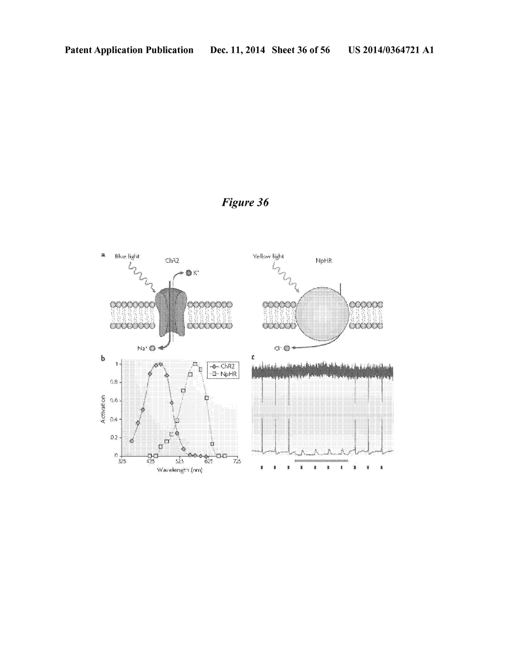 IN VIVO VISUALIZATION AND CONTROL OF PATHOLIGICAL CHANGES IN NEURAL     CIRCUITS - diagram, schematic, and image 37