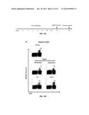 CONJUGATES OF GM-CSF AND IL-7, COMPOSITIONS AND METHODS RELATED THERETO diagram and image