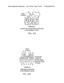 METHODS OF USING ADIPOSE TISSUE-DERIVED CELLS IN THE TREATMENT OF THE     LYMPHATIC SYSTEM AND MALIGNANT DISEASE diagram and image