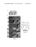 METHOD AND COMPOSITION FOR INDUCING HUMAN PLURIPOTENT STEM CELLS diagram and image