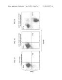 COMBINATION THERAPY FOR A STABLE AND LONG TERM ENGRAFTMENT USING SPECIFIC     PROTOCOLS FOR T/B CELL DEPLETION diagram and image