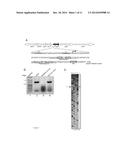 Novel Toxin-Antitoxin System diagram and image