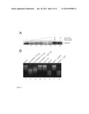 Novel Toxin-Antitoxin System diagram and image